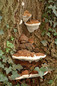 fungus, bracket, tree, trunk, mushroom, nature, wood
