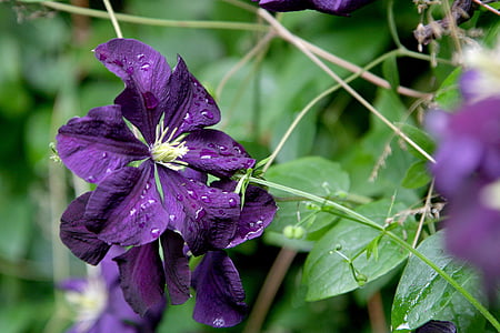 clematis, flower, vine, purple, violet, summer, blossom