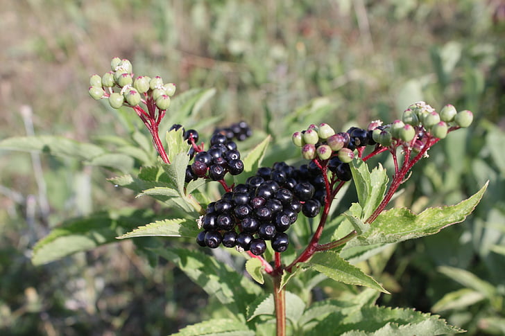 berries, black, ebulus, ripe, sambucus, fruit, plants
