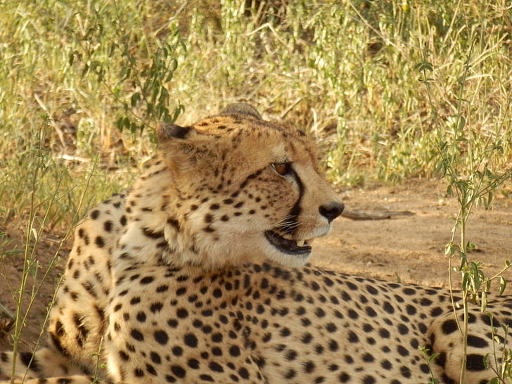 động vật hoang dã, Châu Phi, guepard, Châu Phi, sa mạc