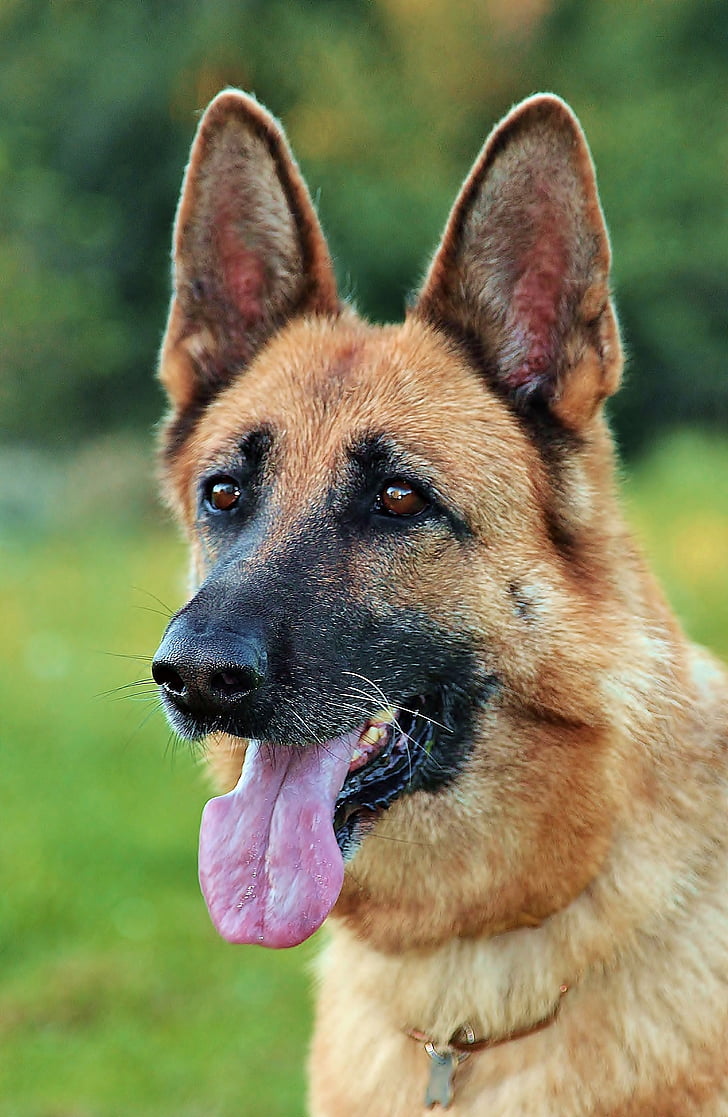 Owczarek niemiecki, Głowica, pies, język, portret, dostępne karty, jedno zwierzę