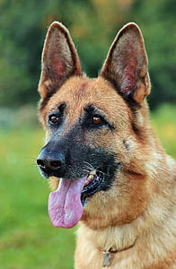 pastor alemão, cabeça, cão, língua, retrato, guias disponíveis, um animal
