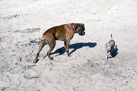 animal, chien, ami (e), amusement, sable, Boxer, pointeur