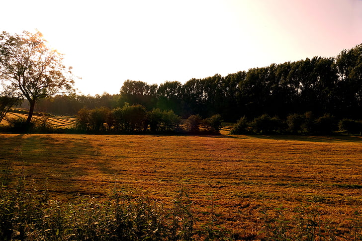 meadow, landscape, field, agriculture