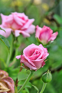 розы, розовый, цветок, Природа, Цветочные, любовь, Лепесток