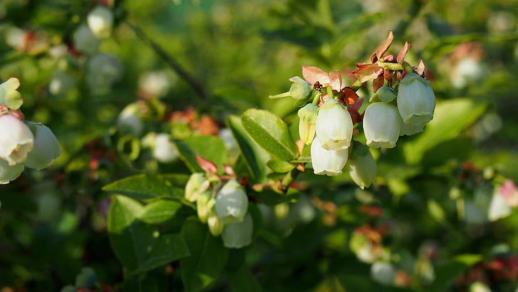 bilberry, bud, blooms, spring, nature, closeup, plant