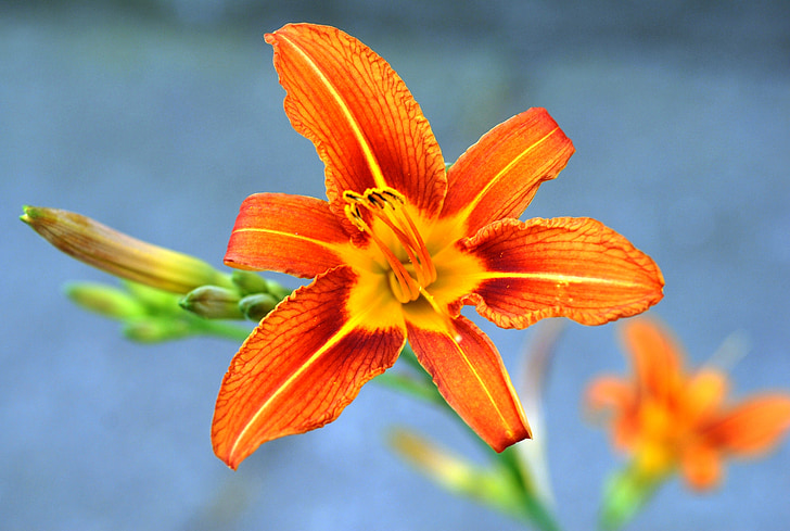 Природа, Лето, цветок, оранжевый