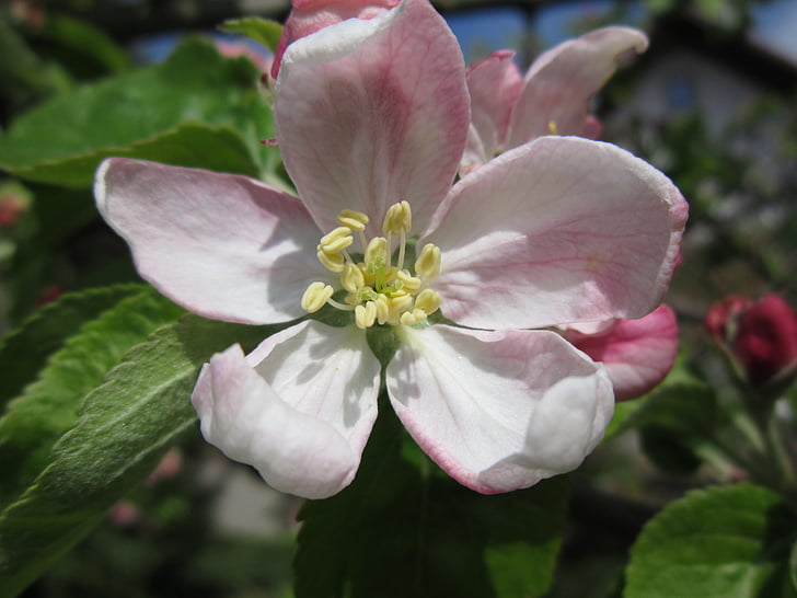 Apple blossom, Blossom, Bloom, æbletræ, forår, træ, natur