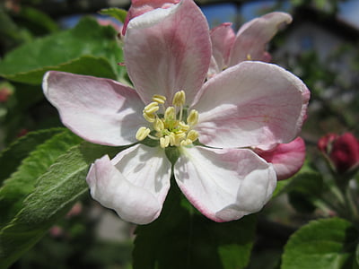 fiore di melo, Blossom, Bloom, albero di mele, primavera, albero, natura