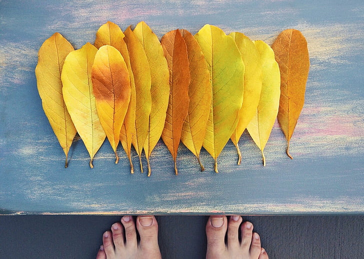 faller, hösten, Leaf, gul, säsong, oktober, november