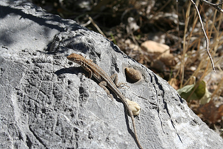 lizard, stone, reptile, rock, nature, cracked