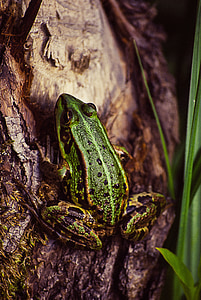 frog, tree, green, nature, animal, wildlife, tropical