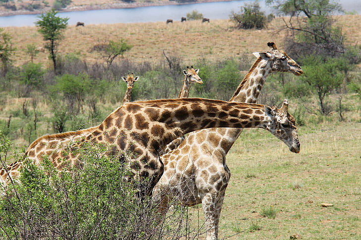 žirafy, vzrušující, dobrodružství, Safari, malebný, Krásné, zajímavé