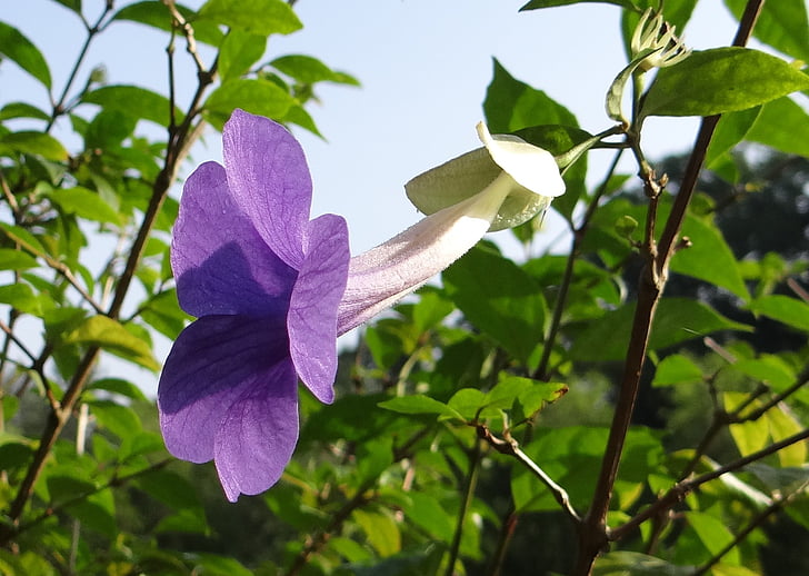 Busch-Uhr-Rebe, Königs-Mantel, Blume, Blau, Thunbergia erecta, Acanthaceae, Meyenia erecta