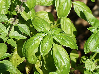 basil, culinary herb, herb, fresh, garden, nature, cooking
