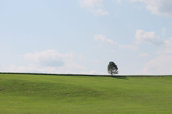 tree, green, sky, nature, grass, landscape