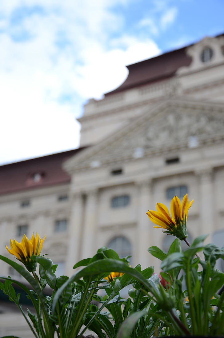 Opera, Graz, çiçek, Sarı, çiçeği, Bloom, Şehir