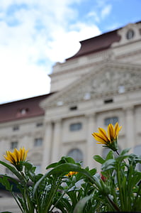 Opera, Graz, puķe, dzeltena, zieds, Bloom, pilsēta