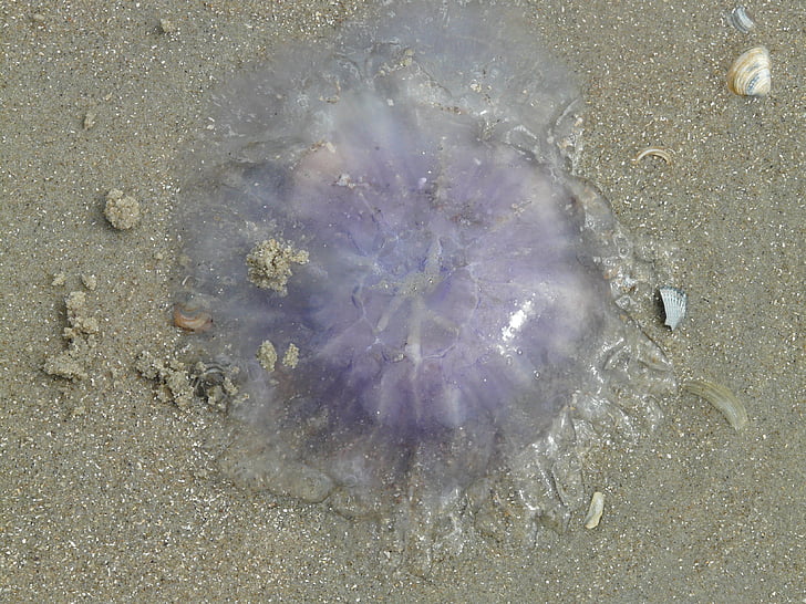 meduses, Medusa blava, cyanea lamarckii, platja, va quedar encallada a, morts, Bandera de meduses