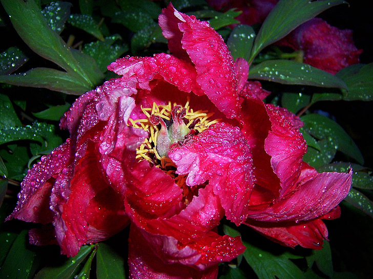 bazsarózsa, esőcsepp, Blossom, Bloom