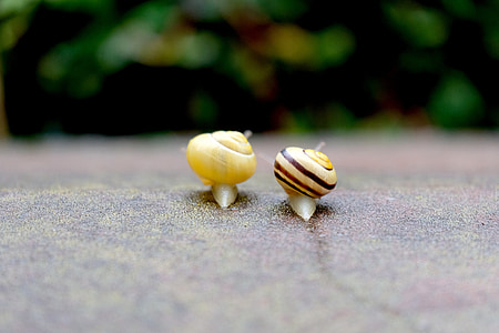snails, crawl, together, parallel, harmonious, togetherness, rain