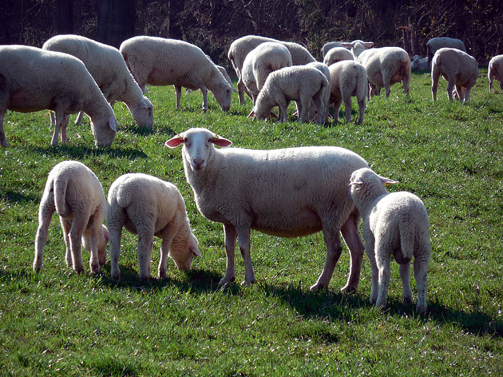 fåren, flock, fårskock, ull, betesmark, djur, flock djur