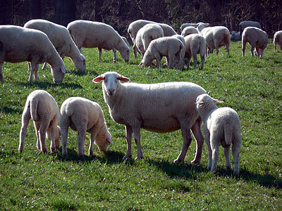 domba, kawanan, kawanan domba, wol, padang rumput, hewan, kawanan hewan