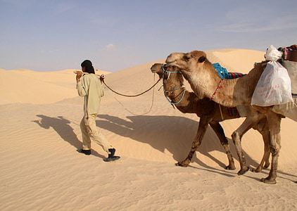 sahara, camels, guide, turban, dunes, sand, desert
