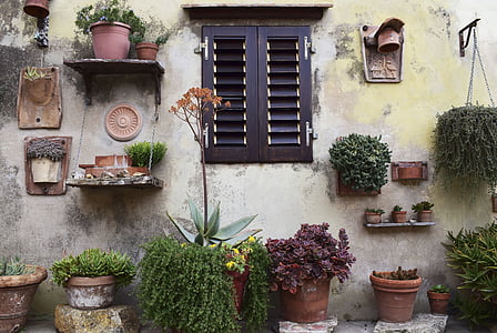 nature, mur, Windows, jardin, plantes, pot de fleurs, feuilles