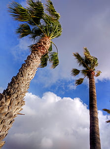 palme, oblaci, nebo, dlan, plava, plaža, odmor