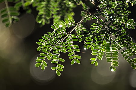 albero della spina, nuova crescita, estate, natura, foglia, colore verde, pianta