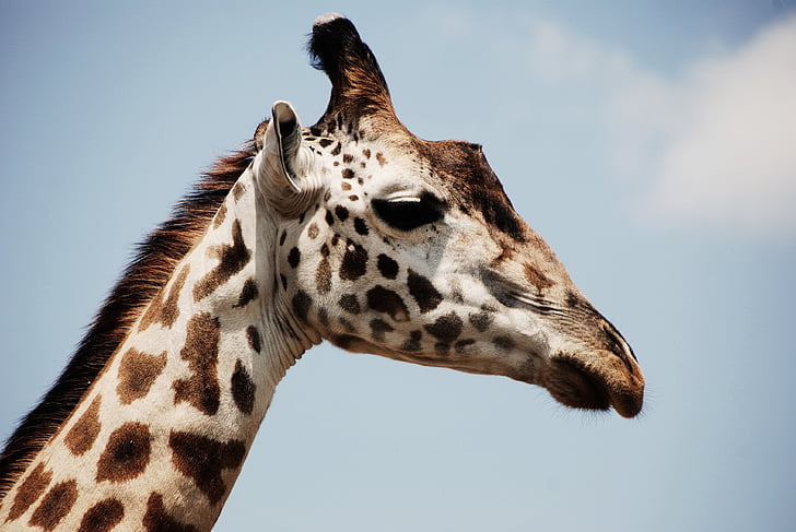animal, close-up, girafa, safári, vida selvagem, jardim zoológico, um animal