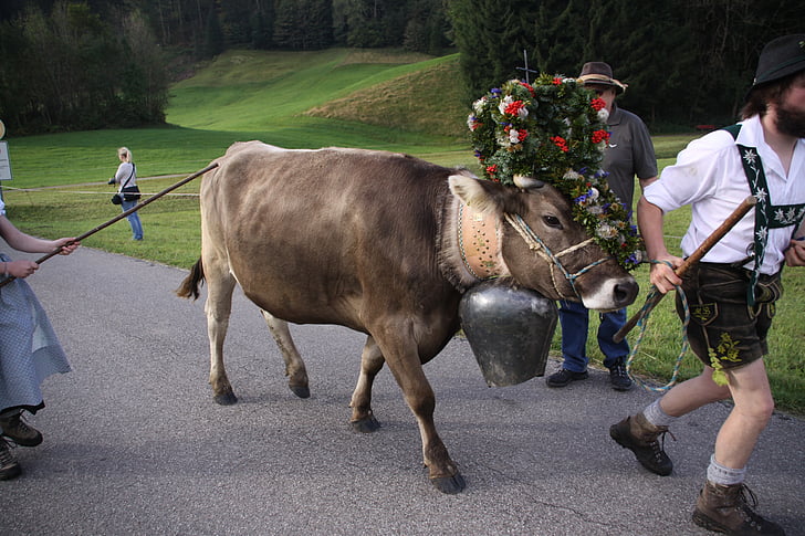 viehscheid, Allgäu, con bò, almabtrieb, headdress, Hoa hậu