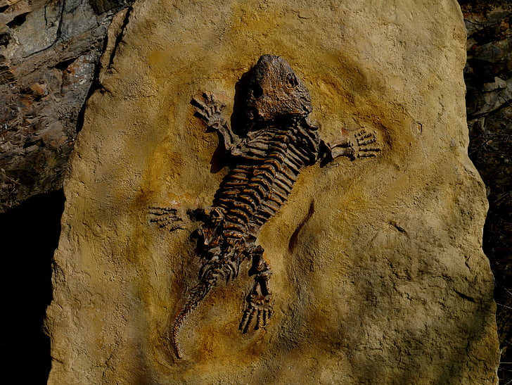 δεινόσαυρος, Απολιθωμένο, σαύρα, πέτρα