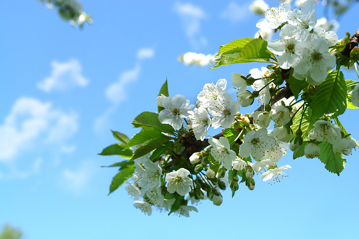 kevään, kukat, Luonto, kirsikankukka, hedelmäpuun, kirsikka, kirsikat