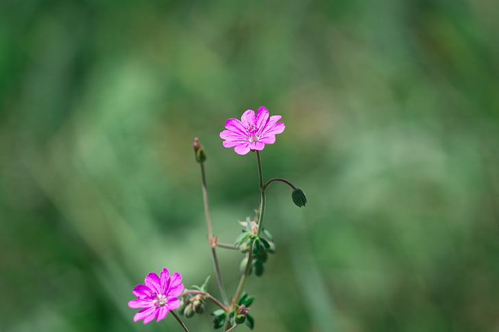 Pyrénées-storchschnabel, Geranium pyrenaicum, květ, špičaté květina, závod, louka, Wild flower