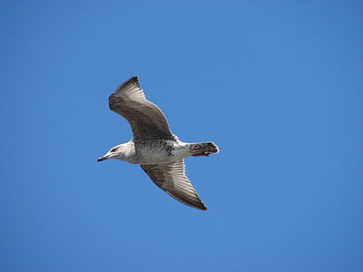 seagull, sea, bird, animal, north sea, ameland, coast