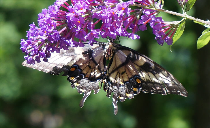 swallowtail della tigre, cespuglio di farfalla, farfalla, insetto, animale, fiore, Blossom