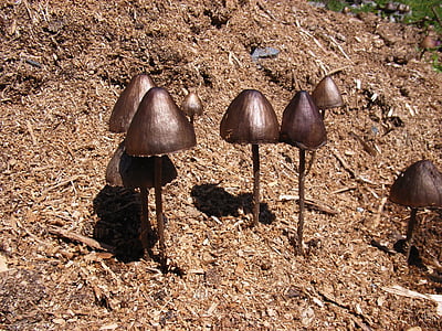 mushrooms, mushroom, forest, autumn, nature, mushroom picking, fungus