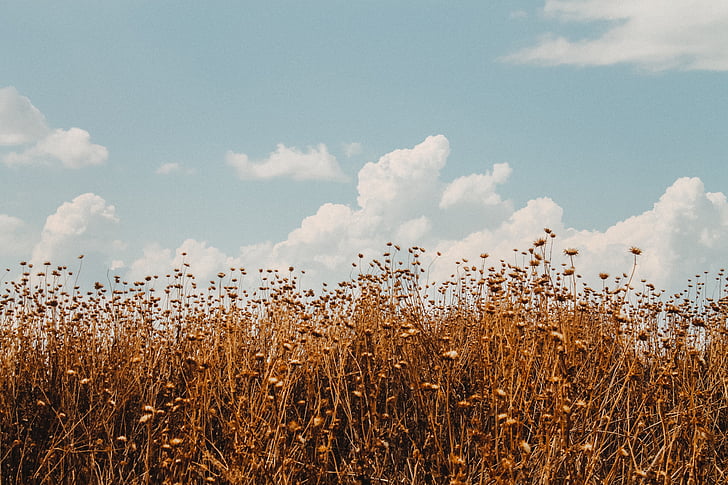 поле, пшеница, небе, пейзаж, Селско стопанство, природата, лято