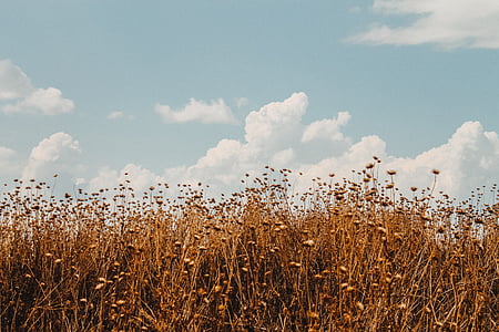 поле, Пшениця, небо, краєвид, Сільське господарство, Природа, літо
