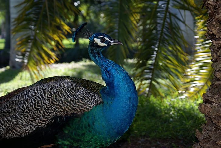 Miami, Biscayne, Peacock
