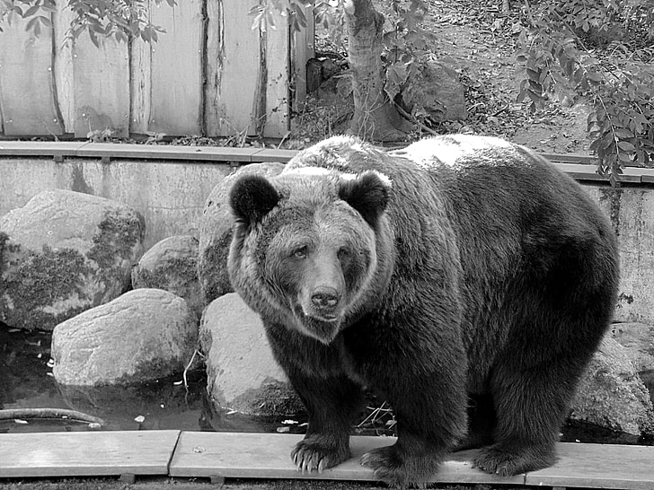 fekete-fehér, medve, állatkert, állat, természet