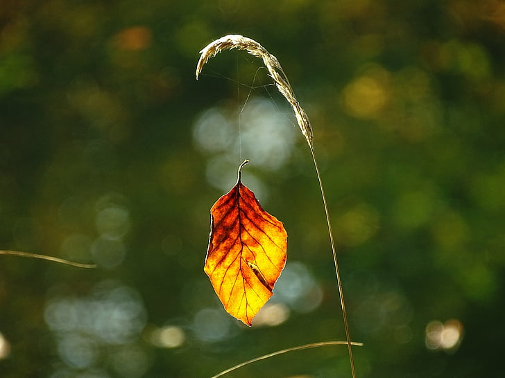 autunno, foglia, autunno dorato, fogliame di caduta, rosso, natura