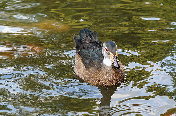 mallard, duck, water bird, plumage, pond, close, wildlife photography