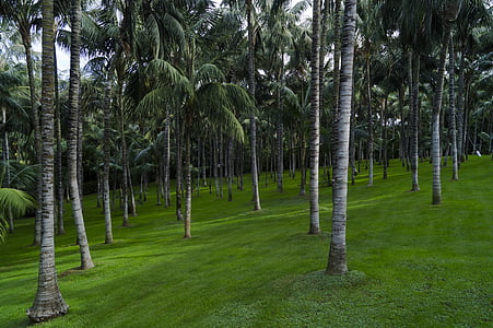 garden, grass, palm trees, plantation, plants, tree, nature