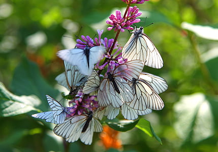 instinto de, mariposa, primavera, flor, fragilidad, naturaleza, día