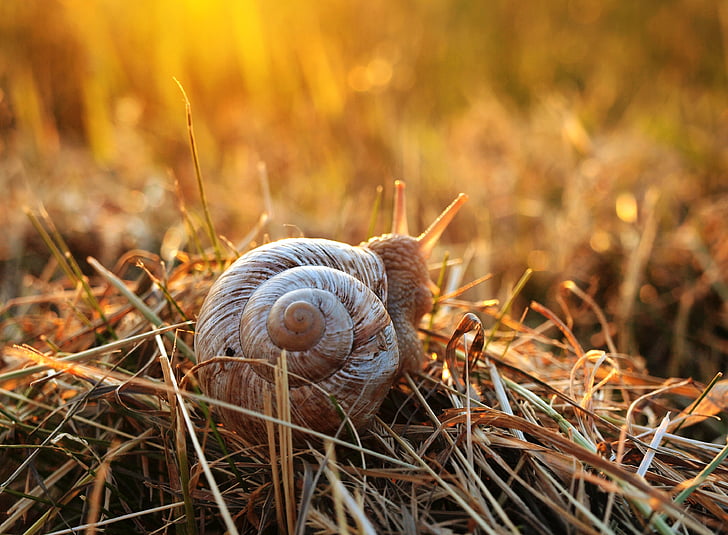 snail, sunset, grass, mollusk, shell, reptile, slowly
