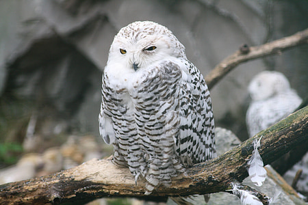 Barn owl, con cú bé, trẻ, sở thú, động vật, con chim, sau khi hoạt động