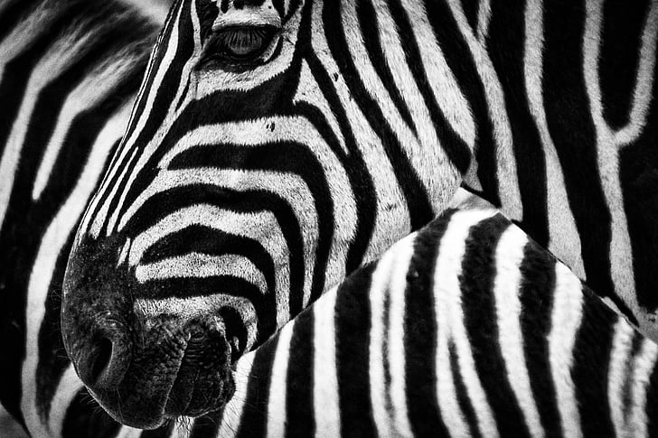 živali, živali fotografije, črno-belo, Povečava, makro, proge, Zebra